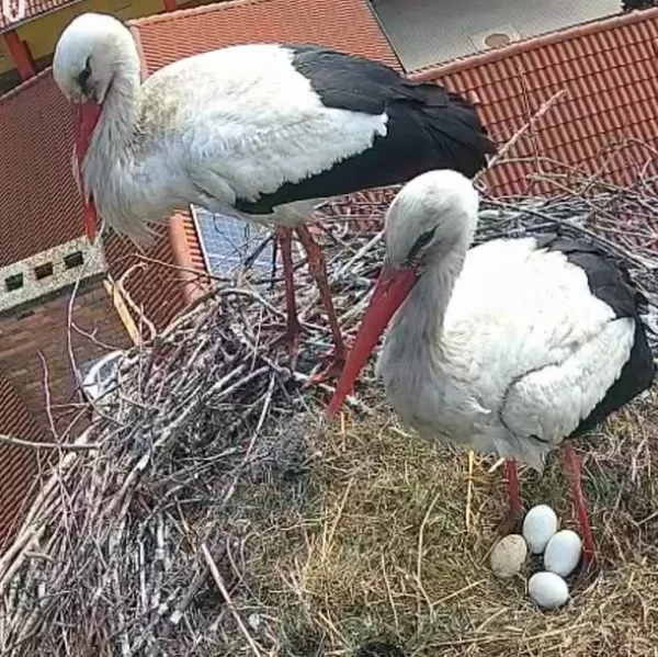 Az abonyi gólyafészekből jelentkezünk