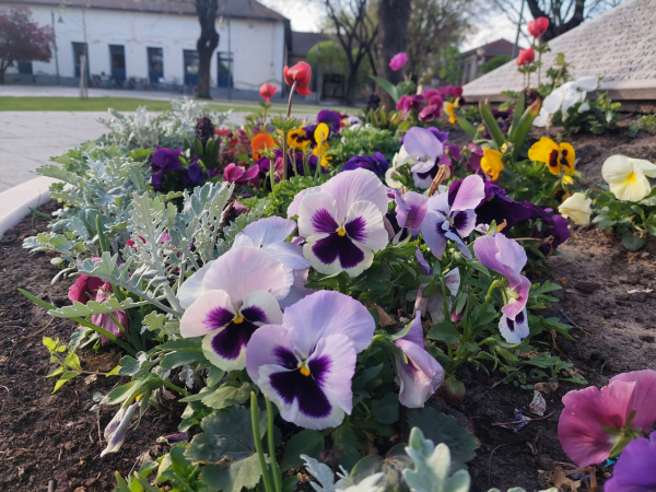 Polgármesteri felhívás