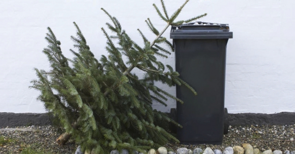 Fenyők elszállítása