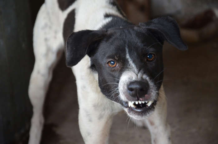 Eb- helyzet: Kóbor és a gazdával rendelkező kóborló kutyákról