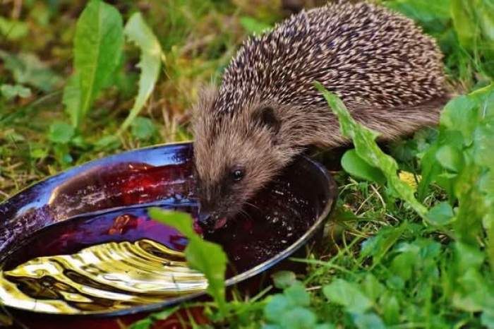 Megérkezett a hőség: Vigyázzunk a kisállatokra is!