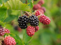 A szeder termése és a gubacsatka elleni védekezés