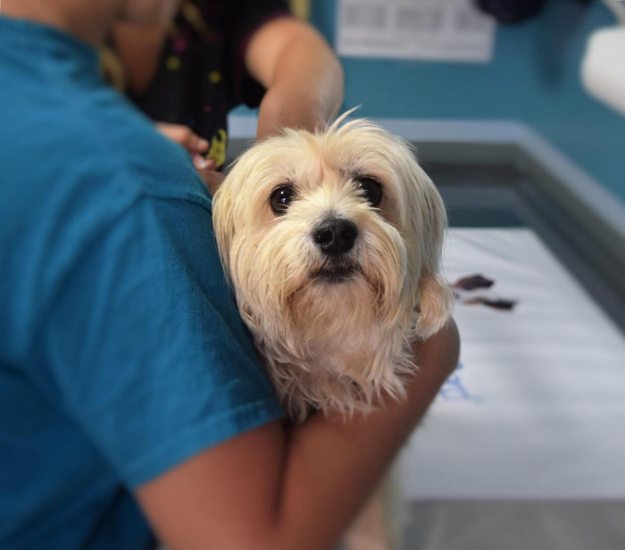 Biztonság a kutyusoknak: az oltások fontossága