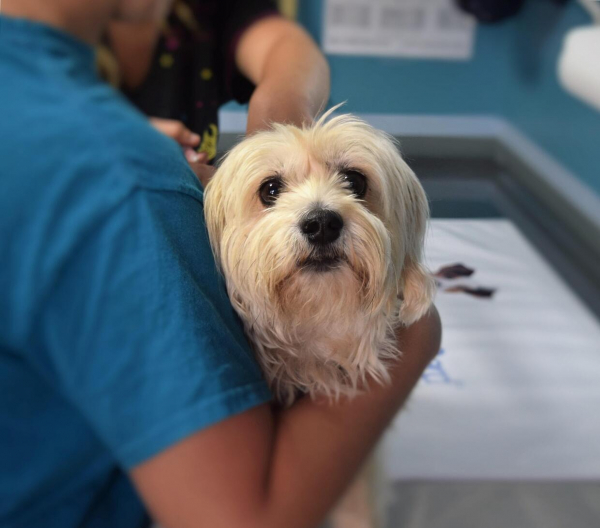 Biztonság a kutyusoknak: az oltások fontossága