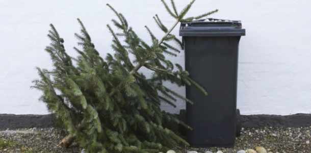 Fenyők elszállítása