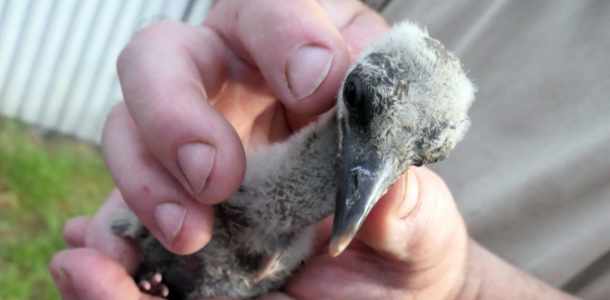 Minden jó, ha a vége jó: Az abonyi Bádogos Józsi új otthonra lel